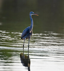 swan, grebe, coromorat, blue heron in nature