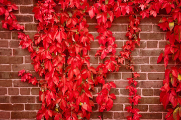 Detail of brick wall straight on with red vines growing over