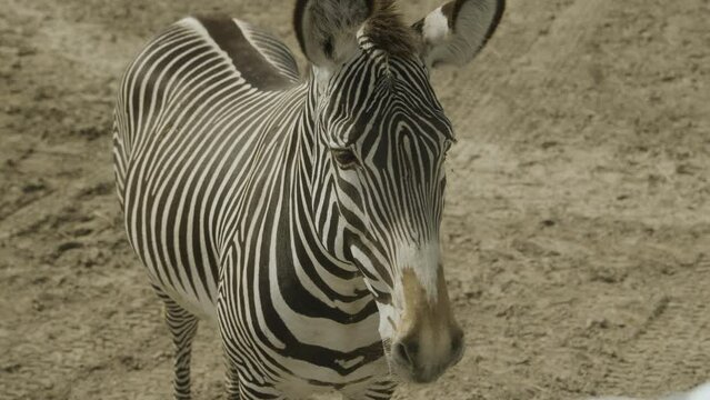 A single zebra staring into the camera from close up
