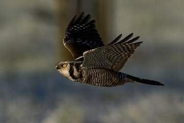 Northern hawk owl (Surnia ulula)