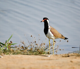 Phaesant, Egyptian Grebe with chicks, ducks flying