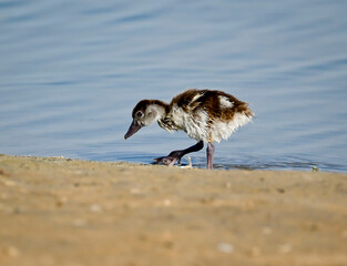 Phaesant, Egyptian Grebe with chicks, ducks flying