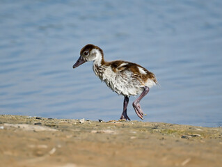 Phaesant, Egyptian Grebe with chicks, ducks flying