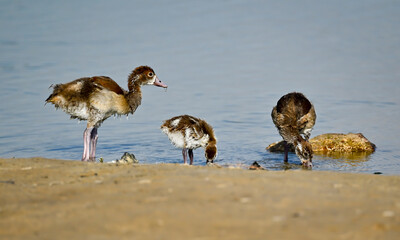 Phaesant, Egyptian Grebe with chicks, ducks flying