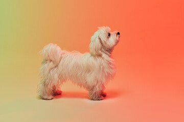 Studio photo of cute white Maltese dog posing, standing isolated over gradient orange background in neon light