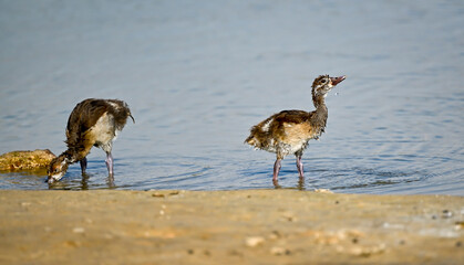 Phaesant, Egyptian Grebe with chicks, ducks flying
