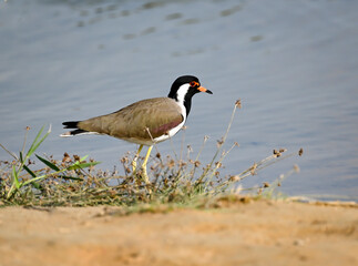 Phaesant, Egyptian Grebe with chicks, ducks flying