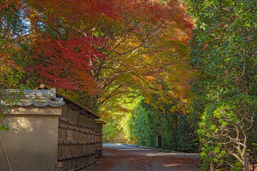 Naklejka premium 京都 龍安寺 参道の秋景色