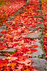 Piles of colorful red fall leaves cover stone wall in detail