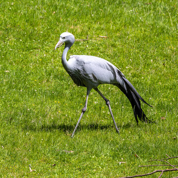 The Blue Crane, Grus paradisea, is an endangered bird