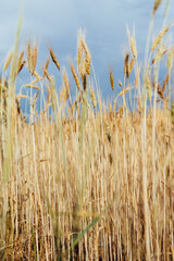 Ripe rye and stormy sky, agricultural concept, natural colors