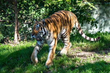 The Siberian tiger,Panthera tigris altaica in a park