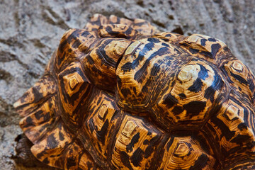 Detail of top of large brown Leopard Tortoise turtle shell
