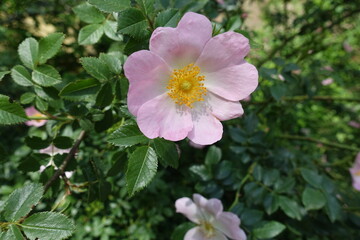 Bright pink flower of dog rose in mid May