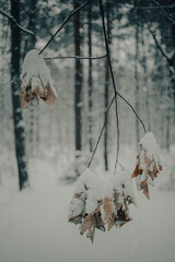 Winter is comming - snow i n forrest