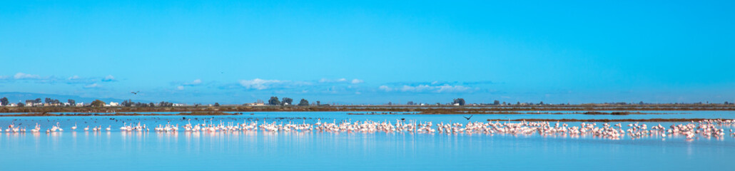 Naklejka na ściany i meble Ebro River Delta zith pink flamingo in Spain