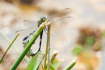 dragonflies mating in a rice field