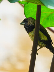 Bondol Jawa is a kind of small bird that eats rice and seeds.  Its scientific name is Lonchura leucogastroides.  In English this bird is called Javan Munia
