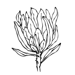 Linear sketch of a protea flower.Vector graphics.