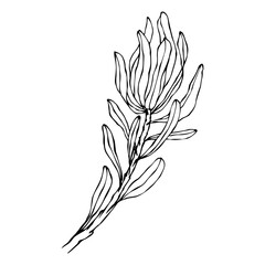 Linear sketch of a protea flower.Vector graphics.