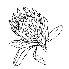 Linear sketch of a protea flower.Vector graphics.
