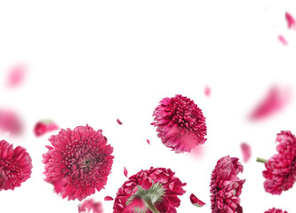 Floral border of flying pink flowers and petals, isolated - 553409417