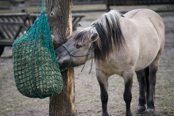 A large horse eating hay from a sack.