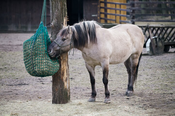 A large horse eating hay from a sack.