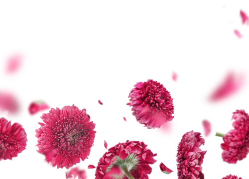 Floral border of flying pink flowers and petals, isolated