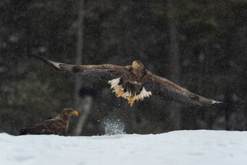 Eagle take-off in winter forest