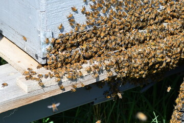 essaim d'abeilles rentrant dans une ruche au bord d'un chemin dans le puy de dôme par une belle journée d'été