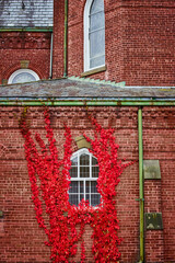 Straight on brick church building with bright red vines grown on wall and around window