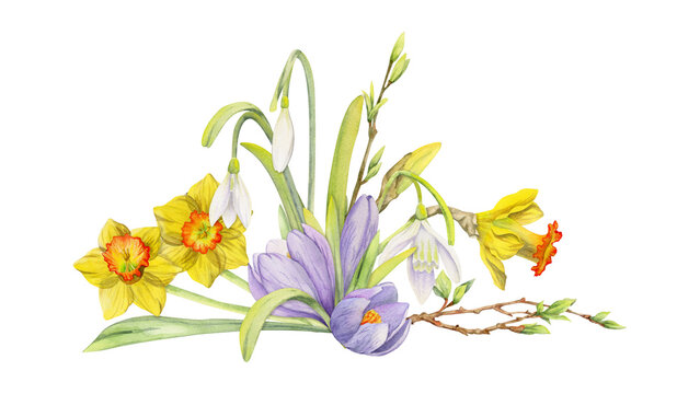 Watercolor Hand Drawn Composition With Spring Flowers, Crocus, Snowdrops, Daffodils, Bow, Gift Tag. Isolated On White Background. For Invitations, Wedding, Greeting Cards, Wallpaper, Print, Textile.