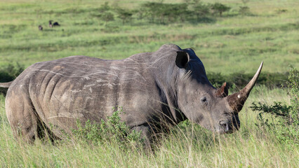 Rhino Wildlife Animal Closeup Wilderness Grassland Habitat Photograph