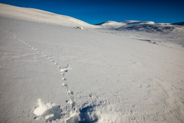 White-tailed ptarmigan in Dovrefjell National Park, Norway