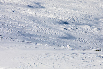 Obraz premium White-tailed ptarmigan in Dovrefjell National Park, Norway