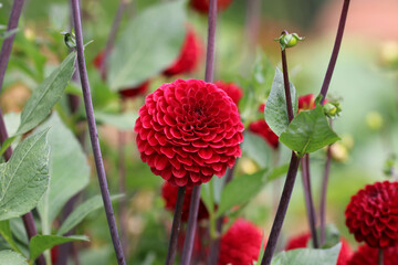 Red ball Dahlia flowers in close up
