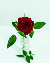 Fragrant red rose with leaves. Selective focus.