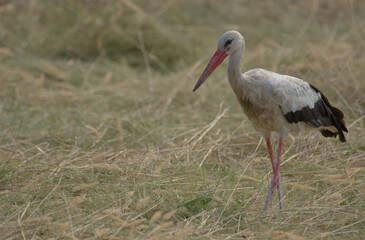 bird, weiß, tier, wild lebende tiere, natur, schnabel, 