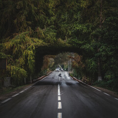 road in the forest