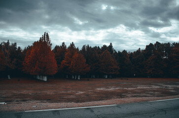 autumn forest in the mountains