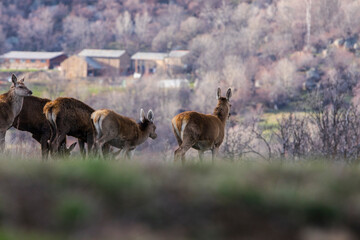 Naklejka na ściany i meble Sunset and deers in Capcir, Cerdagne, Pyrenees, France
