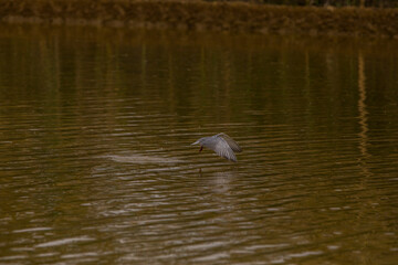 Spring and birds in Delta de l'Ebre Nature Park, Tarragona, Spain