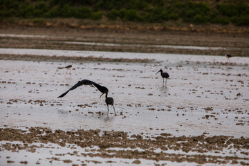 Spring and birds in Delta de l'Ebre Nature Park, Tarragona, Spain