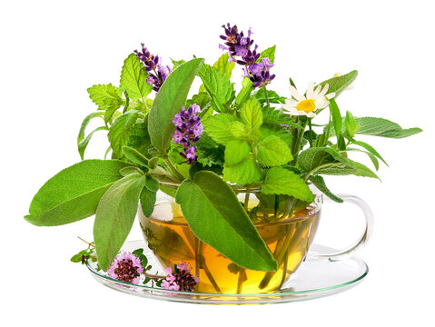 Teacup with fresh herbal tea, transparent background