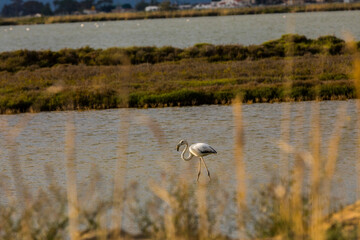 Flamingos in Delta de l'Ebre Nature Park, Tarragona, Spain