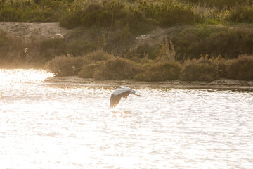 Flamingos in Delta de l'Ebre Nature Park, Tarragona, Spain