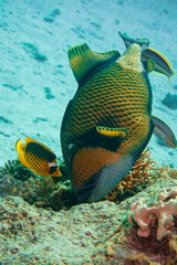 Beautiful Trigger Fish Triggerfish Swimming In The Red Sea In Egypt. Blue Water, Hurghada, Sharm El Sheikh,Animal, Scuba Diving, Ocean, Under The Sea, Underwater, Snorkeling, Tropical Paradise.	
