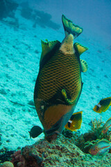 Naklejka na ściany i meble Beautiful Trigger Fish Triggerfish Swimming In The Red Sea In Egypt. Blue Water, Hurghada, Sharm El Sheikh,Animal, Scuba Diving, Ocean, Under The Sea, Underwater, Snorkeling, Tropical Paradise. 
