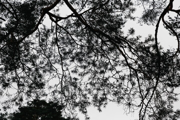 Bottom view of the silhouettes of intertwined branches of a large tree in the autumn forest.